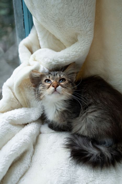 Киця Горошинка в пошуку сімʼї