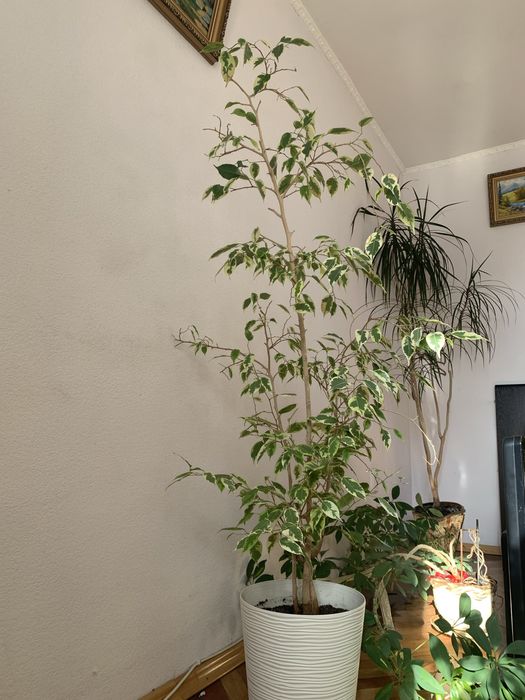 Кімнадні вазони фікус