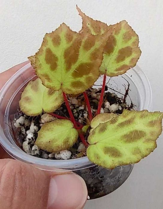 Begonia variabilis, B. malachosticta, B. larvata