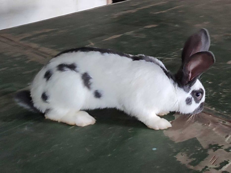 кролики кролички строкачі