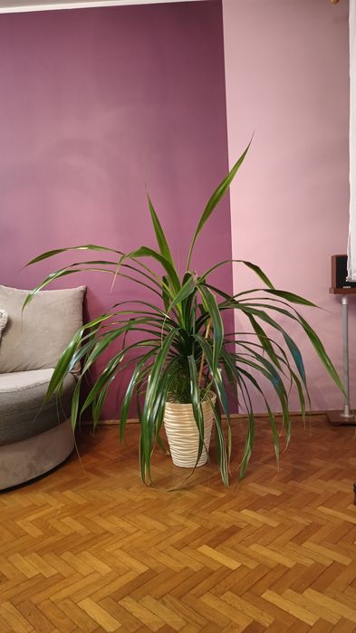 Wielki Pandanus utilis z dzieckiem!