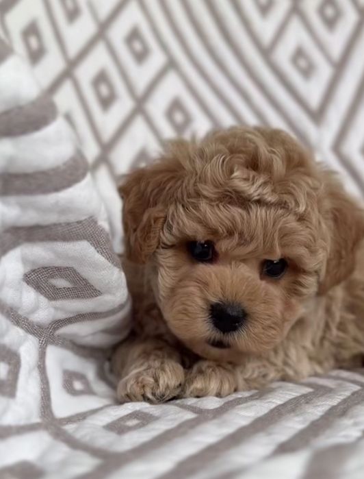 Цукерочка мальтіпу дівчинка