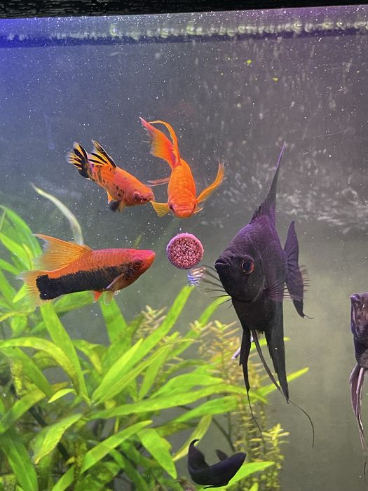 Продаю Смаколик Аква