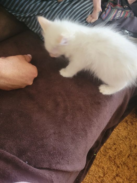 gatinho muito meigo
