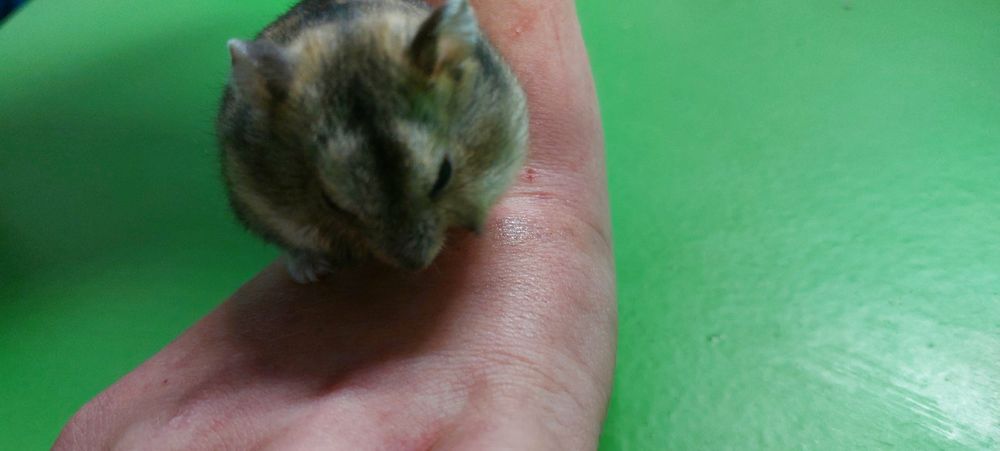 Хом'як дужунгарскій