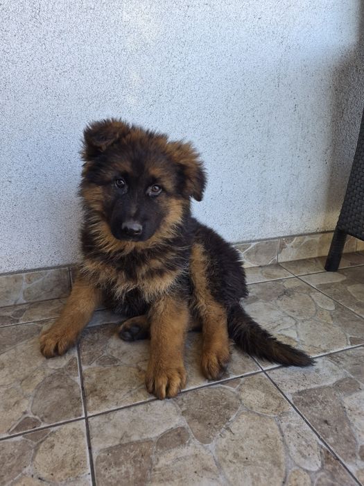 Owczarek niemiecki długowłosy