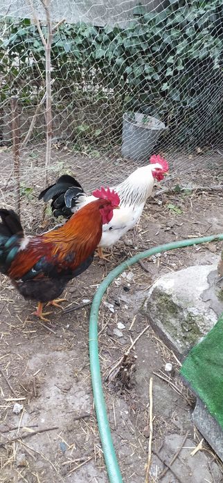 Петух на племя гриз сендри