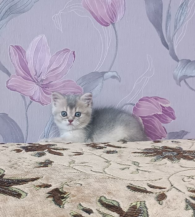 Шотландські кошенята