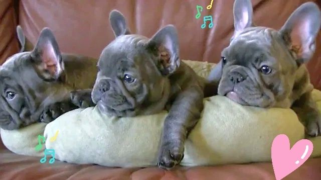 Розкішни пухнастики французи у Харкові