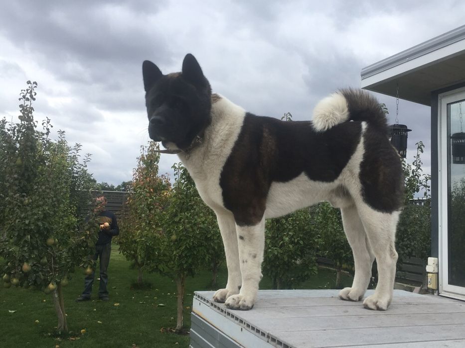 Американська АКІТА хлопчик вязка