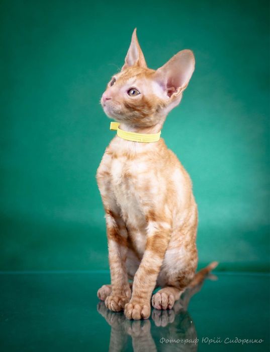 Кошенята Корніш-рекс