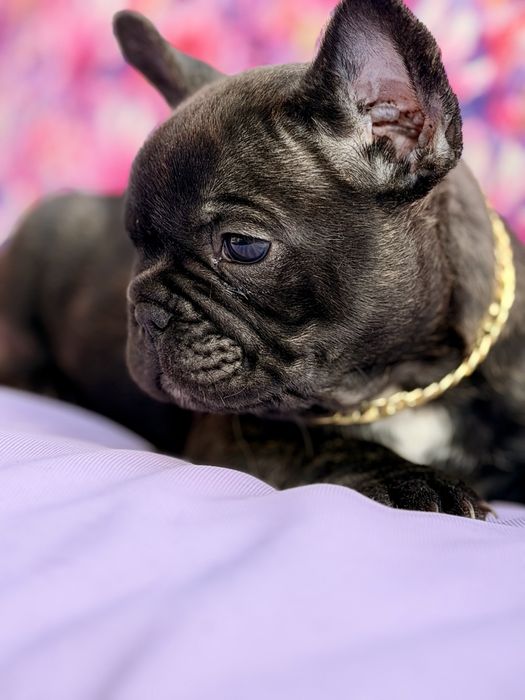 Buldog Francuski  Blue Czarny Marengo