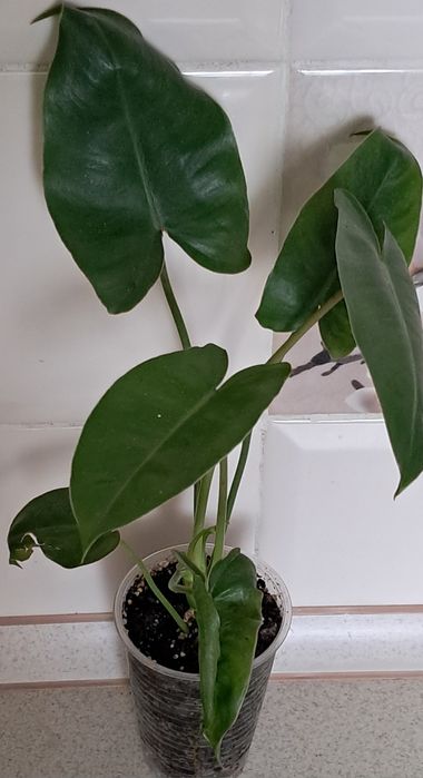 Набір яскравих рослин