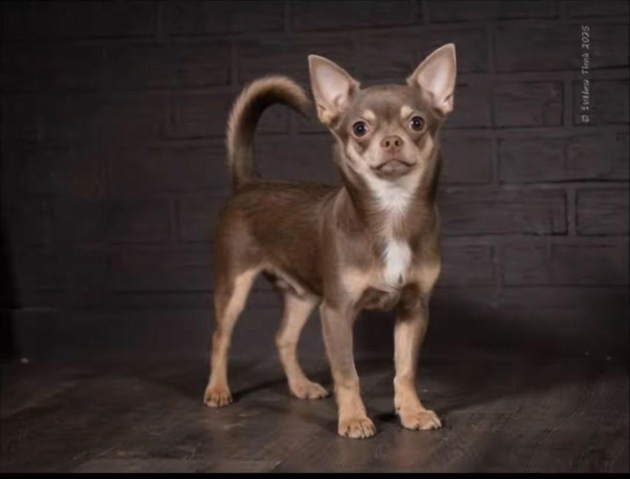 Взрослый мальчик чихуахуа лилового окраса