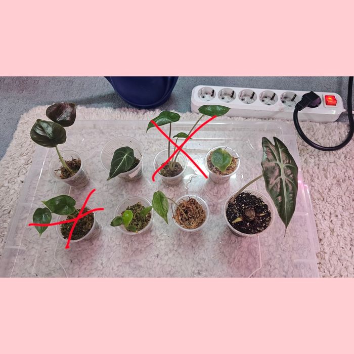 Алоказия детки  разные сорта