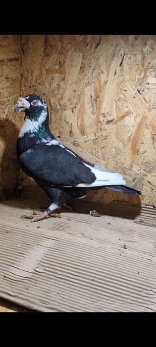 Gołębie Staropolskie