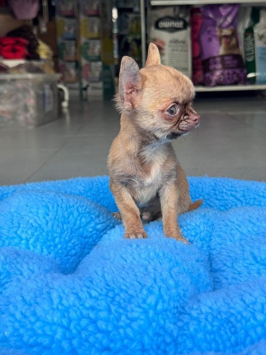 Chihuahua marle Mini
