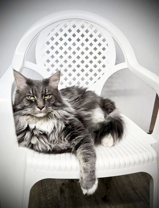 Kot rasy Maine Coon Elbląg • OLX.pl