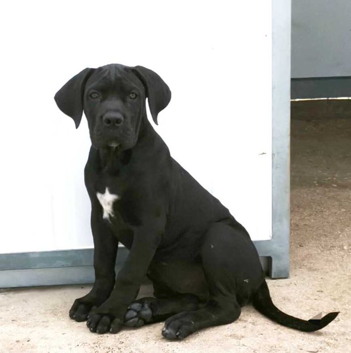 Cane Corso Italiano com LOP