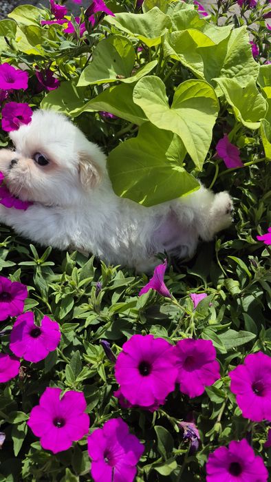 Shih-Tzu biały piesek