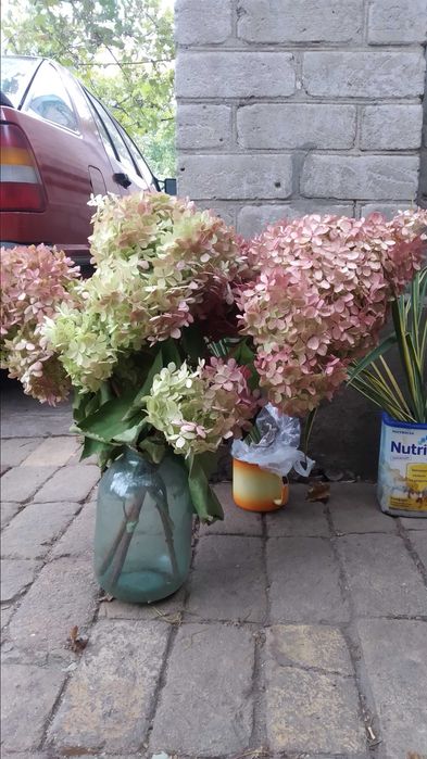 Гортензии 4 вида-метельчатая,широколистная,вариегатная,Анабель