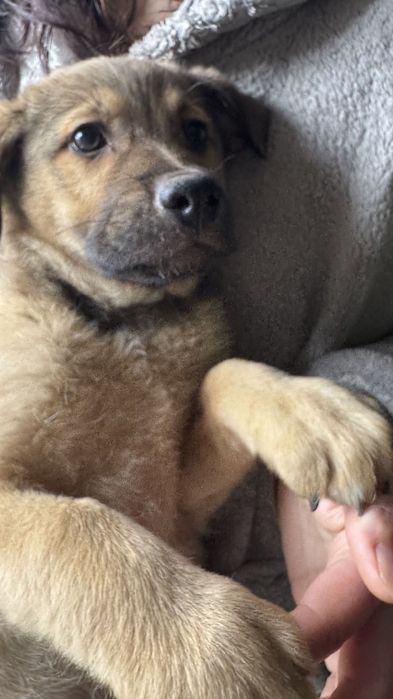 Cachorro para adoptar