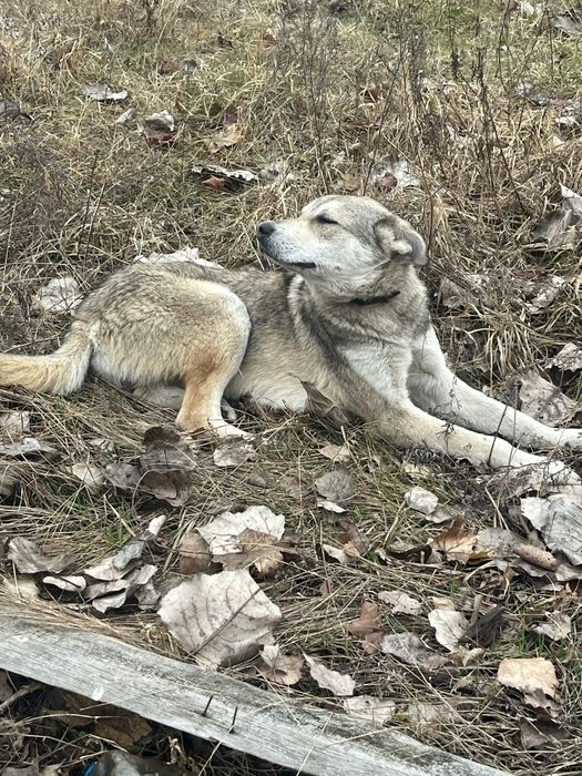 В добрі руки
