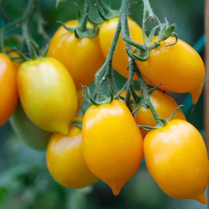 10 sementes de tomate Citrina Amarelo