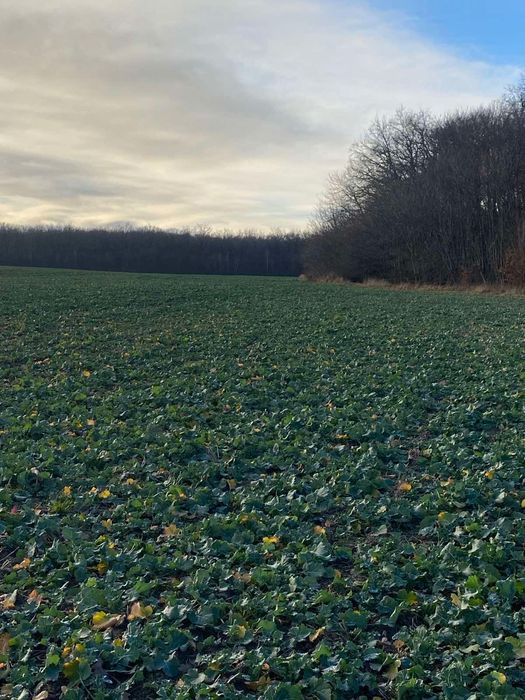 Продам пай 4 га Порозове, казковий краєвид, оточений лісом