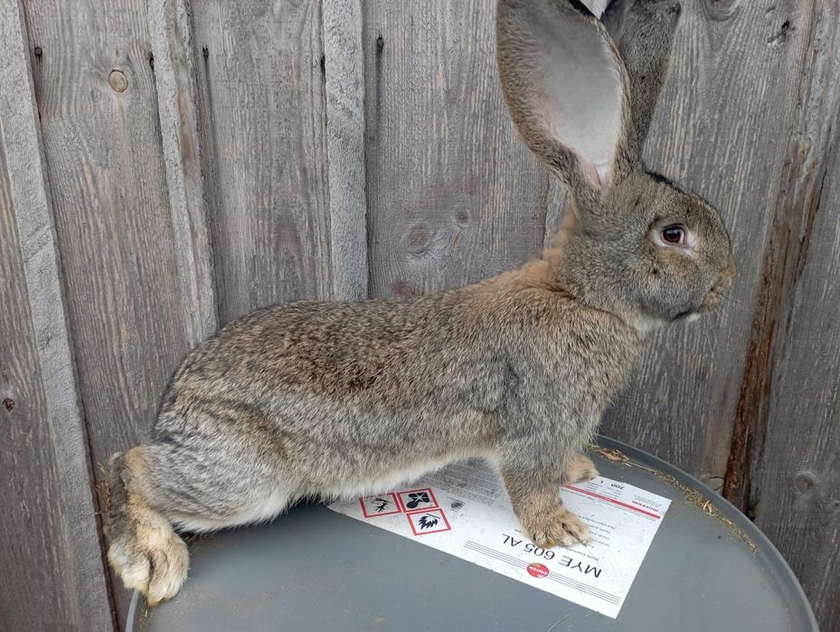 Królik Olbrzym belgijski