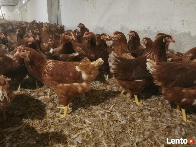 Kury Nioski Novogen,Młode Wysyłamy!