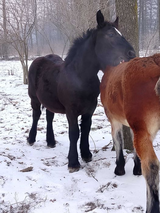 Źrebak zimnokrwisty