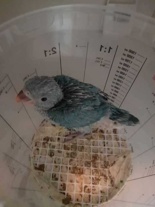 Ring necks bebés para acabar de criar a mão