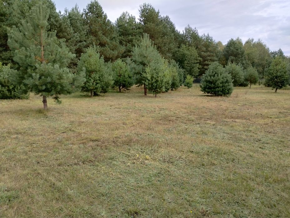 Nowe Miasto/Działka 3000m/drewniany dom/ woda/ prąd
