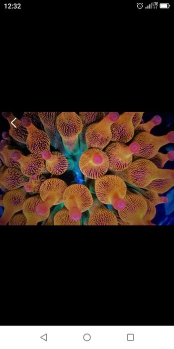 Akwarium morskie ukwial