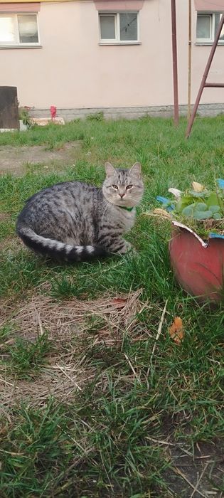 Безкоштовно котик