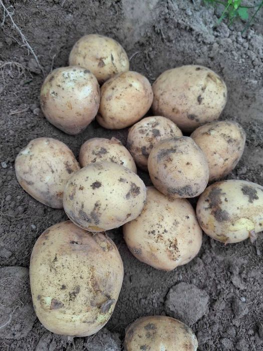 Młode ziemniaki