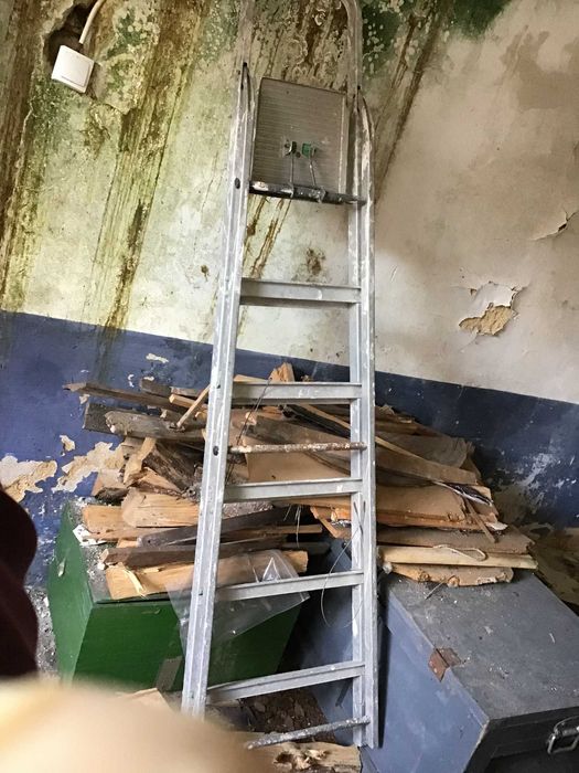 escadote alto cinzento