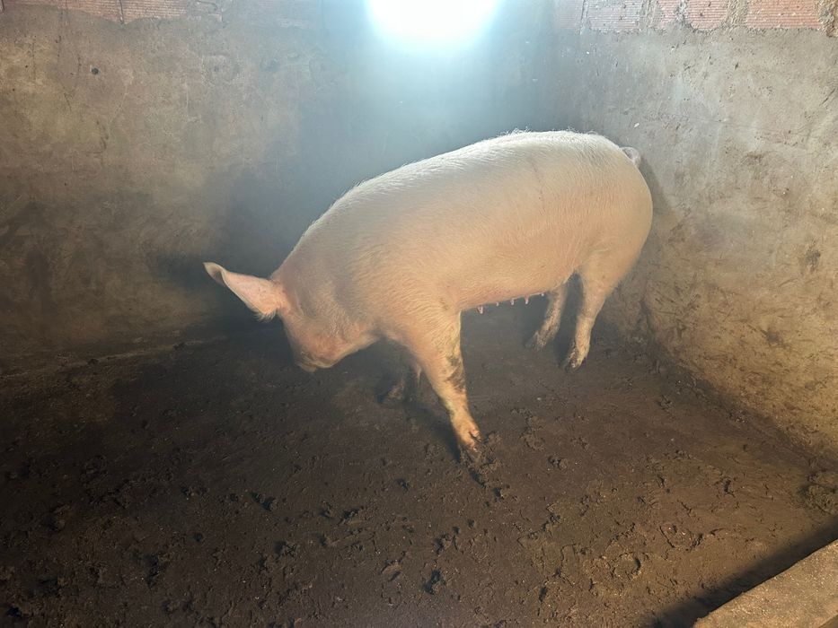 Porca caseira bisara