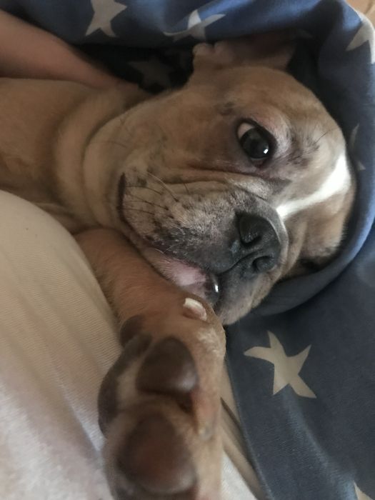 Французький красень шукає наречену