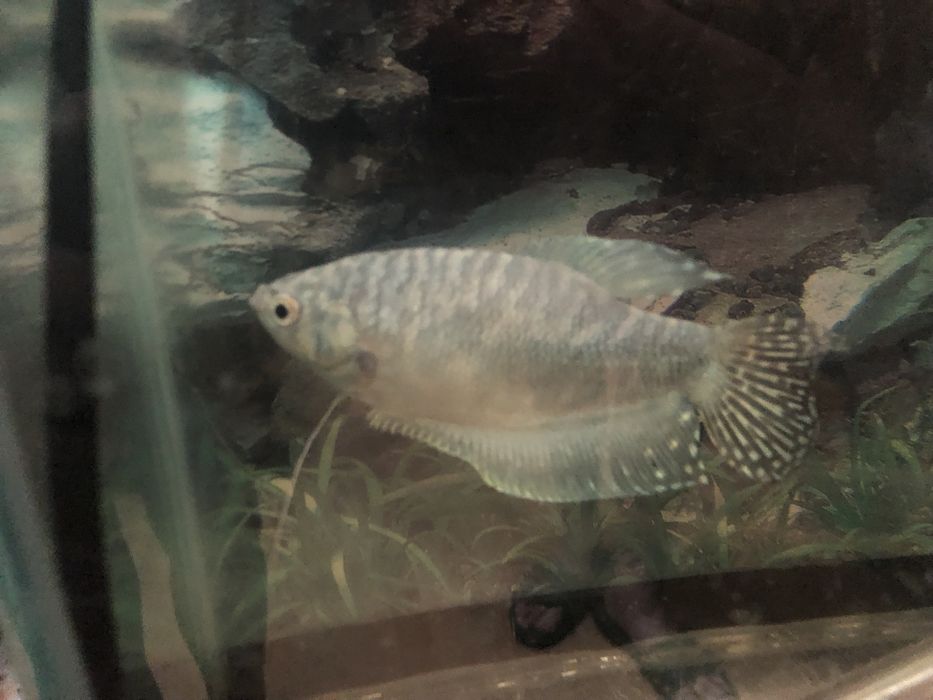 Продам Рыбок