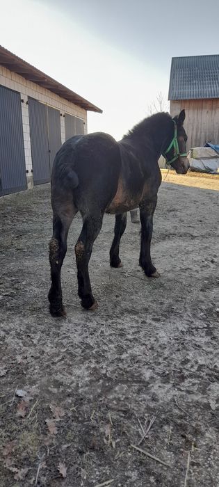 Zrebica zimnokrwista