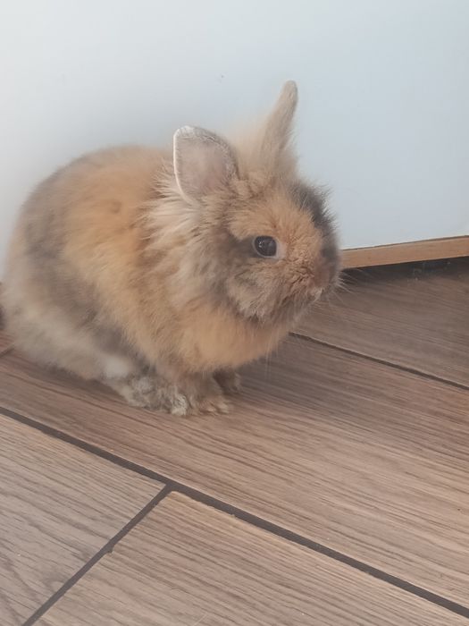 Królik miniaturka