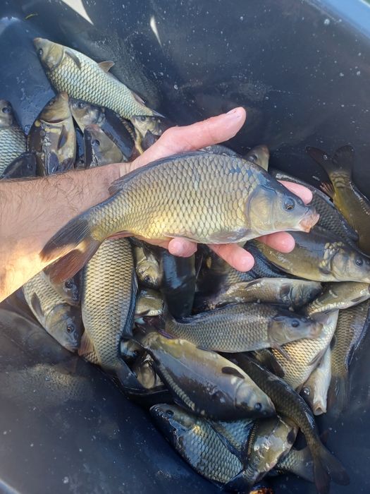 Karp 15cm-35cm . Lin , Amur ,Tołpyga , Karaś złoty.