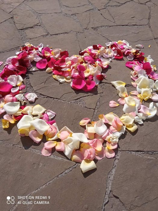 Лепестки свежей розы