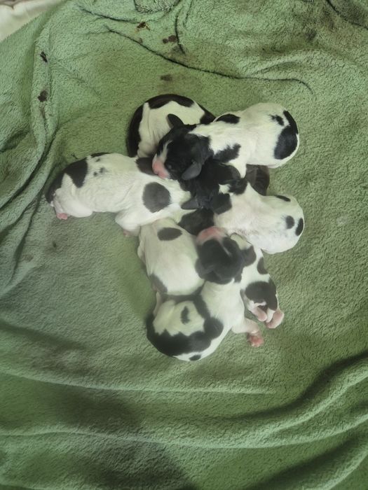 Продам цуценят Спаньєля