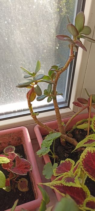 Обмін     квітів