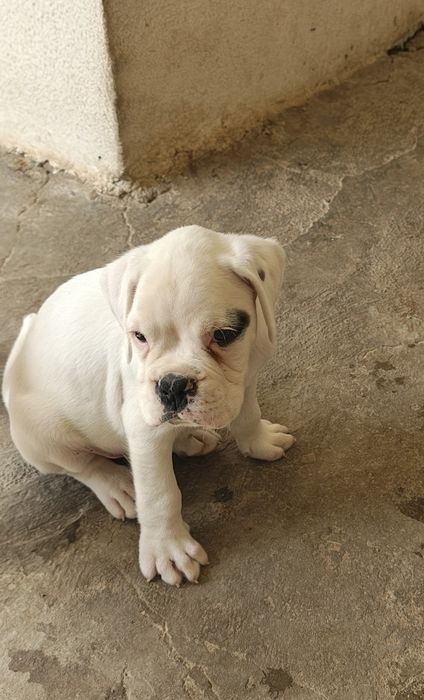 Boxer macho puro