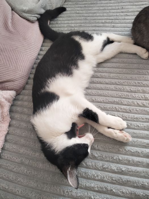 Oddam kotka w dobre ręce