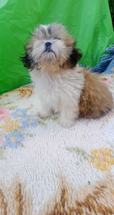 Shih-tzu com pedigree LOP